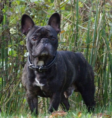 VALMONT dit VLAD à 3 ans et 7 mois